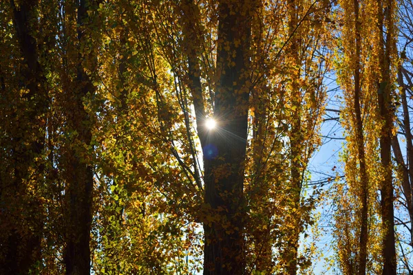 Cenário quente de outono em uma floresta, com o sol lançando raios de luz através das árvores — Fotografia de Stock