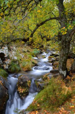 Güzel sonbahar manzarası, yerdeki yapraklarla dolu bir sonbahar arka planında kayaların üzerinden akan nehir. Rascafria, Madrid, İspanya. Uzun pozlu çekim.