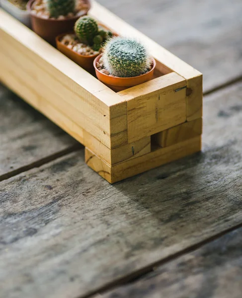Cactus on wooden background, Cactus in pot background. (Muchos cactos —  Fotos de Stock