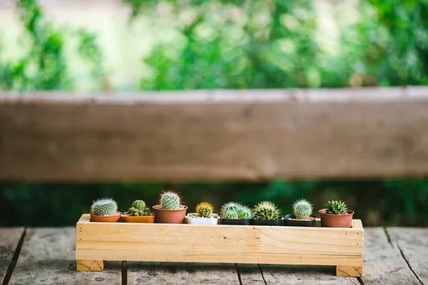 Cactus on wooden background, Cactus in pot background. (Muchos cactos —  Fotos de Stock