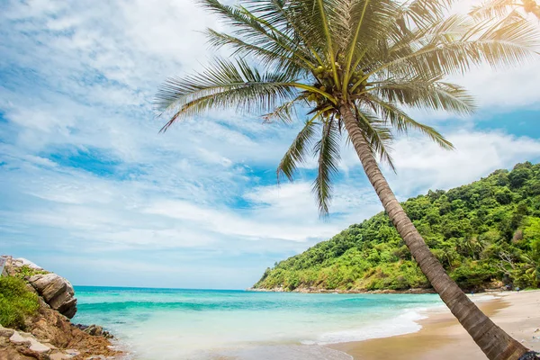 Palme da cocco, bellissimo sfondo tropicale, filte vintage — Foto Stock