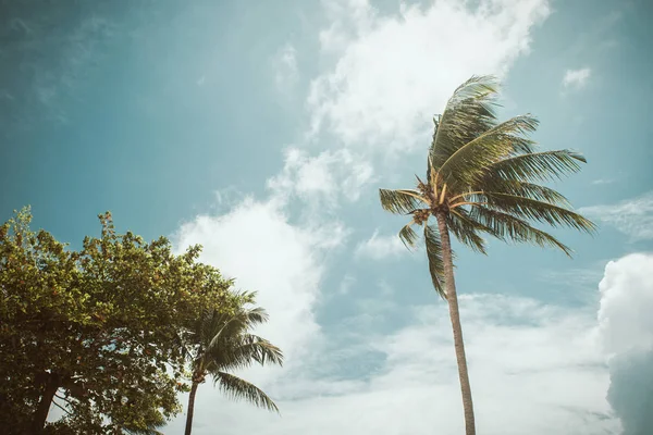 Coconut palm trees, beautiful tropical background, vintage filte — Stock Photo, Image