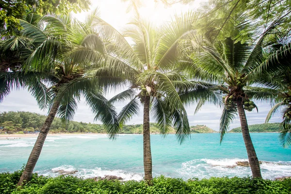 Coconut palm trees, beautiful tropical background, vintage filte — Stock Photo, Image