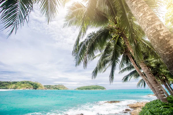 Palme da cocco, bellissimo sfondo tropicale, filte vintage — Foto Stock