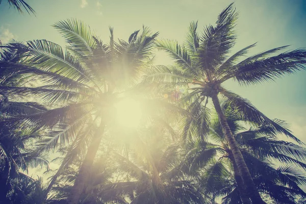 Coconut palm trees, beautiful tropical background, vintage filte — Stock Photo, Image