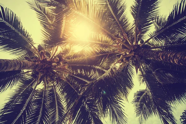 Coconut palm trees, beautiful tropical background, vintage filte — Stock Photo, Image