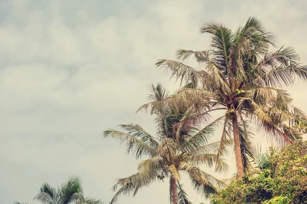 Coconut palm trees, beautiful tropical background, vintage filte — Stock Photo, Image