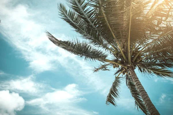 Coconut palm trees, beautiful tropical background, vintage filte — Stock Photo, Image