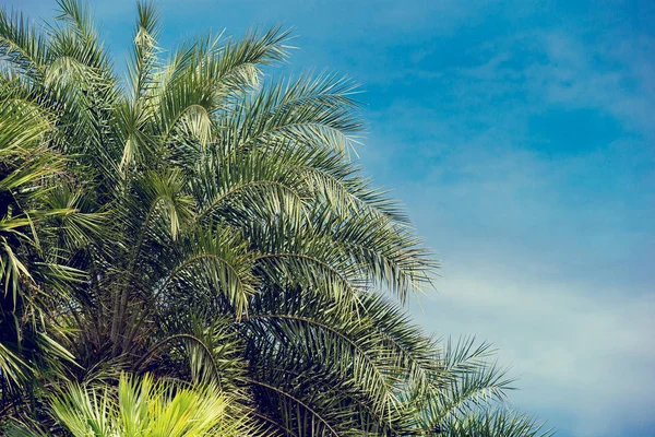 Palmeiras de coco, belo fundo tropical, filte vintage — Fotografia de Stock