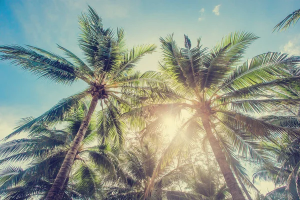 Coconut palm trees, beautiful tropical background, vintage filte — Stock Photo, Image