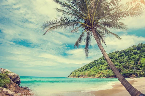 Palme da cocco, bellissimo sfondo tropicale, filte vintage — Foto Stock