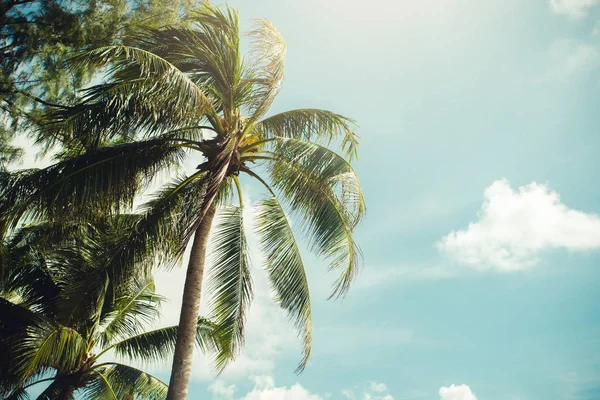 Coconut palm trees, beautiful tropical background, vintage filte — Stock Photo, Image