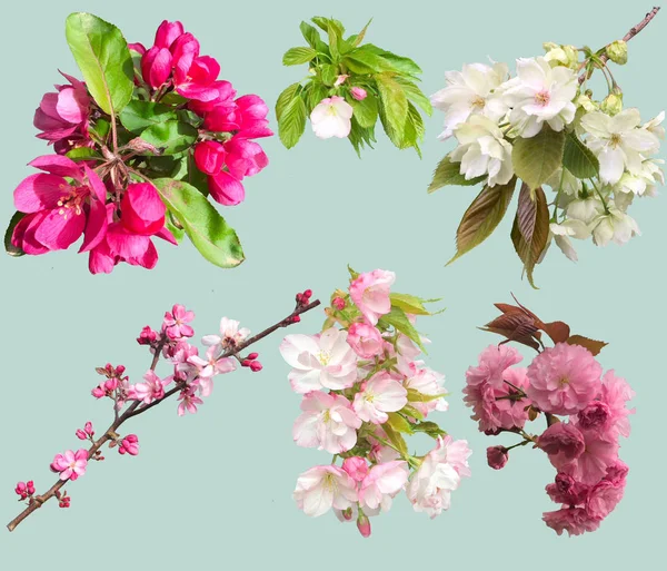 Frühlingsblumen Isoliert Auf Hellem Hintergrund Blumen Des Blühenden Gartens Blüten — Stockfoto