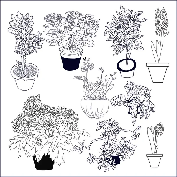 Hand Drawn Illustration Set Different House Plants White Background Perfect — Stock Vector