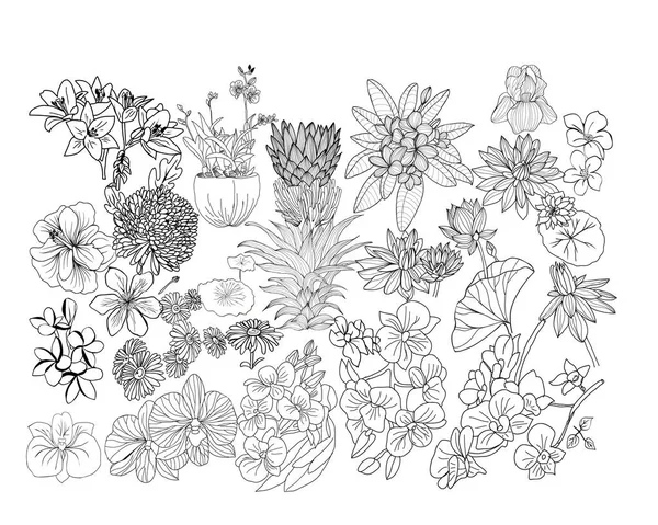 Elementos de diseño floral botacal dibujados a mano . — Archivo Imágenes Vectoriales