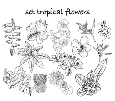 el çizilmiş tropikal çiçekler, yaprakları, orman bitkiler koleksiyonu