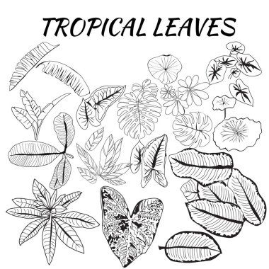 Kroki tarzında tropikal yaprakları koleksiyonu. 