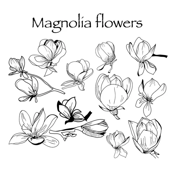 Collezione di fiori e foglie di magnolia , — Vettoriale Stock