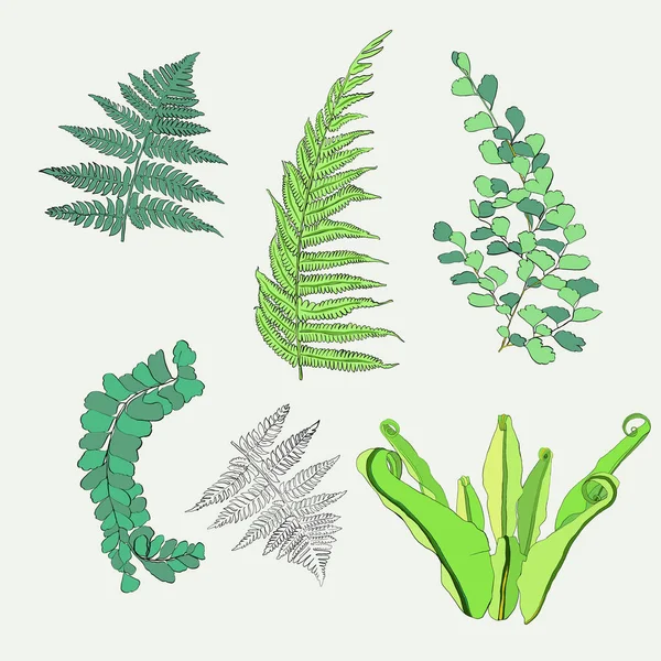 Collection Botanique Feuilles Fougère Dessinée Main Eléments Vectoriels Isolés Sur — Image vectorielle