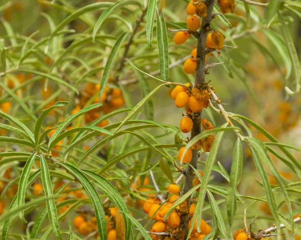 Lezzetli portakal deniz dikeni bir ağaç üzerinde yetişir. Bir daldaki meyveler. Şifalı berry.