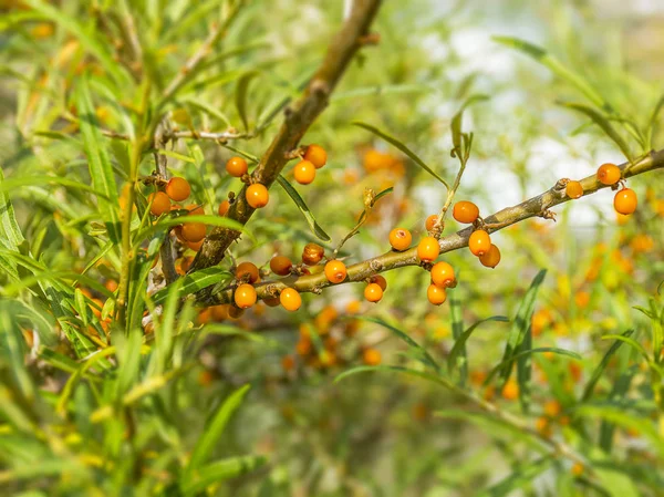 Lezzetli portakal deniz dikeni bir ağaç üzerinde yetişir. Bir daldaki meyveler. Şifalı berry.