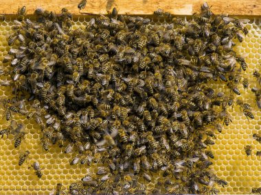 Birçok arı petek uçtu. Böcek arı bal toplar