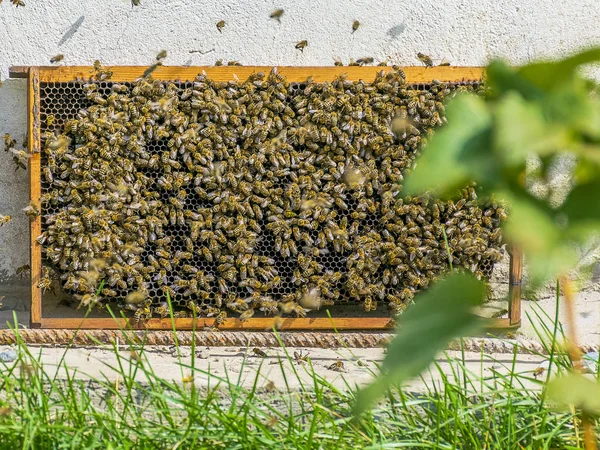 Many bees flew to the honeycomb. Insect bee collects honey