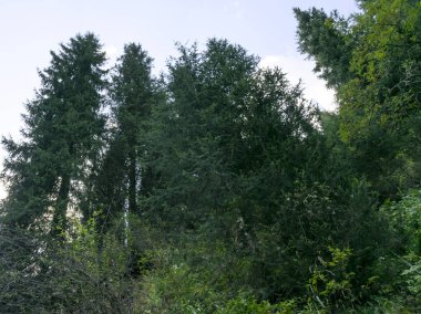 Güzel yaz manzarası. Dağlar ormanla kaplıydı. Ağaçlardaki dağlar, köknar, çam. Doğa.