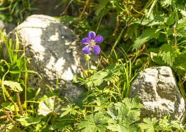 Güzel bir menekşe çiçeği bir taş ayakın bir ormanda yetişir. Doğal yaban hayatı
