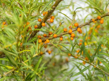 Lezzetli portakal deniz dikeni bir ağaç üzerinde yetişir. Bir daldaki meyveler. Şifalı berry