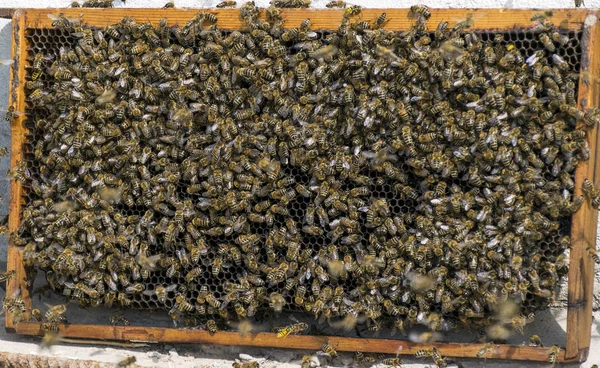 Many bees flew to the honeycomb. Insect bee collects honey