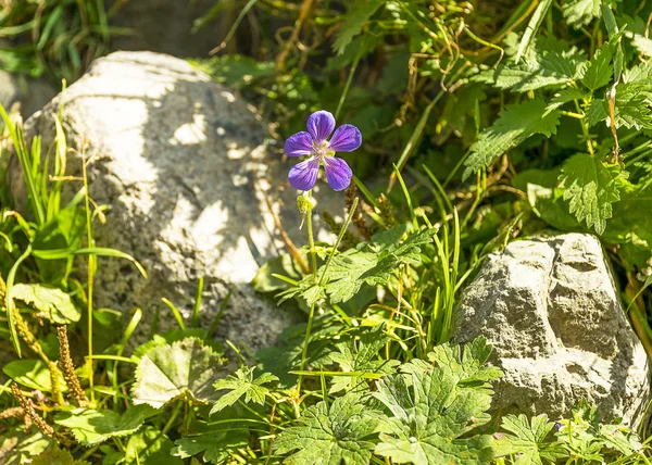 Güzel bir menekşe çiçeği bir taş ayakın bir ormanda yetişir. Doğal yaban hayatı