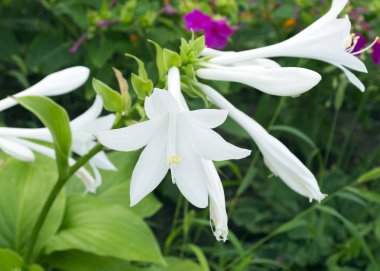 Ev sahibi bahçe için süs bitkisi. Çalılıkların üzerinde beyaz bir zambak çiçek açtı. Güzel beyaz çiçek yakın çekim. Bahçe