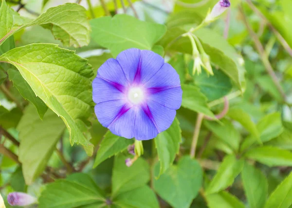 Bela Flor Roxa Encaracolada Vinha Verde Numa Cerca Jardim Planta — Fotografia de Stock