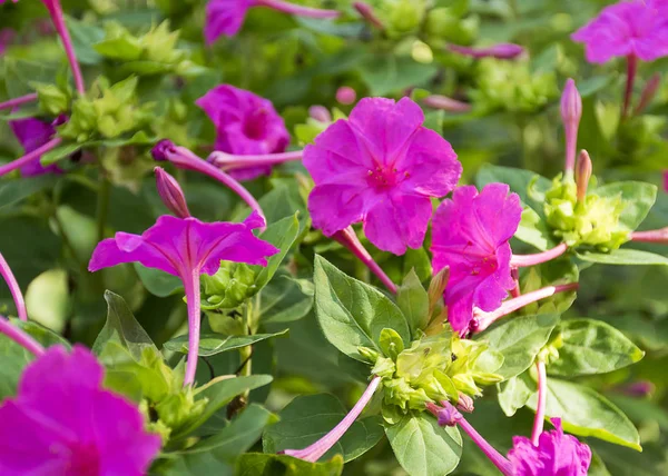 Bela Flor Brilhante Cresce Jardim Flor Vermelha Flor Rosa Uma — Fotografia de Stock