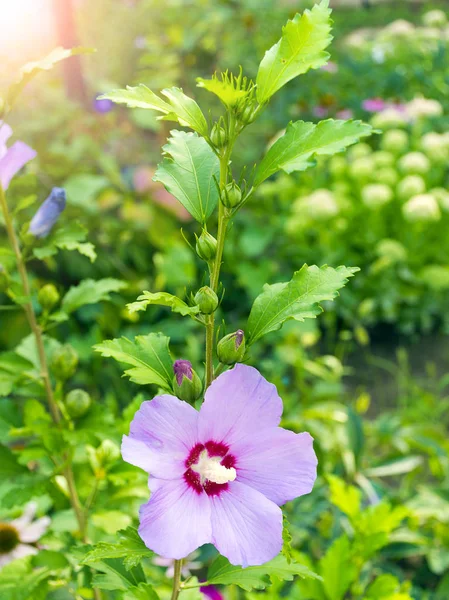 Hibisco Havaiano Roxo Floresceu Jardim Planta Ornamental Para Jardim Bela — Fotografia de Stock