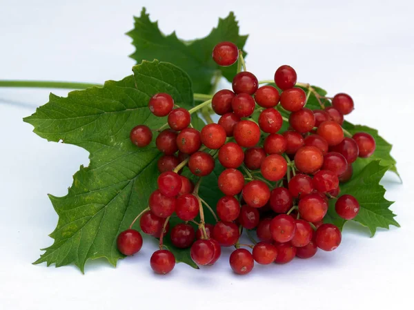 A branch of red viburnum grows in the garden in the fall. Harvesting. Useful berries used in medicine. Tea with viburnum — Stock Photo, Image