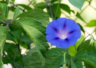 Güzel kıvırcık mor çiçek. Bahçedeki çitlerde yeşil asma. Bahçe için süs bitkisi