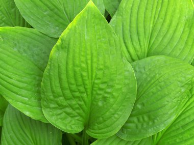 Ev sahibi bahçe için süs bitkisi. Çalılıkların üzerinde beyaz bir zambak çiçek açtı. Güzel beyaz çiçek yakın çekim. Bahçe