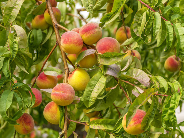Спелые сладкие персики растут на дереве в саду
