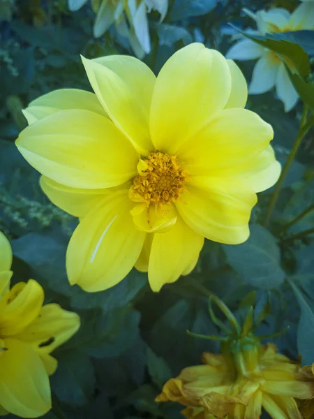 Beautiful Yellow Dahlia Flower Grows Garden Autumn Flower Gardening Bouquet — Stock Photo, Image