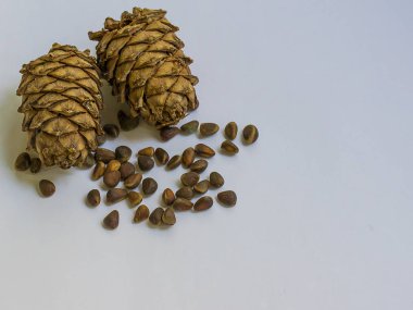 Fındıklı sedir konisi. Sibirya sediri. Ceviz tohumu. Sedir ormanının meyveleri. Tayga