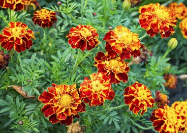 Güzel sarı çiçek. Kadife çiçeği. Bahçe için çiçekler