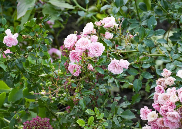 Hermosa rosa decorativa florece en el jardín en la naturaleza. Ramo rosa. Brotes de rosas . — Foto de Stock