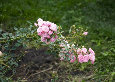 Doğada bahçede güzel dekoratif gül çiçekleri. Pembe çiçek buketi. Gül tomurcukları