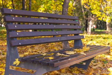 Sonbahar sarısı akçaağaç yaprakları kahverengi ahşap bir park bankında yatar. Şehirde sonbahar yaprakları. Ekim.