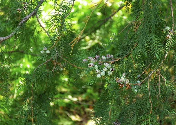 秋天的时候,苏佳在公园里的树枝上长着褐色的球果. 长青种子. — 图库照片