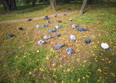 Güvercinler parktaki çimlerin üzerinde yemek yerler. Kuşlar şehre uçtu.