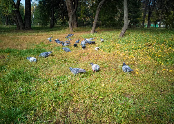 비둘기들은 공원의 풀밭에서 먹습니다 도시로 날아오다 — 스톡 사진