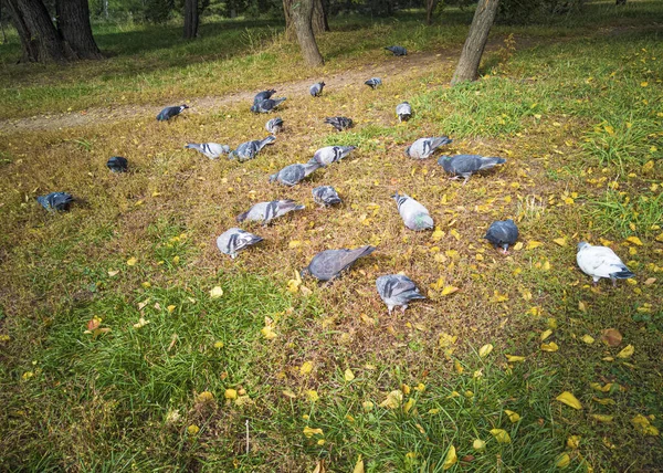 Pombos Comem Relva Parque Pássaros Voaram Para Cidade — Fotografia de Stock